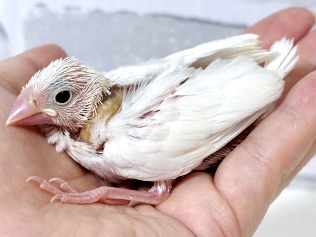 白文鳥