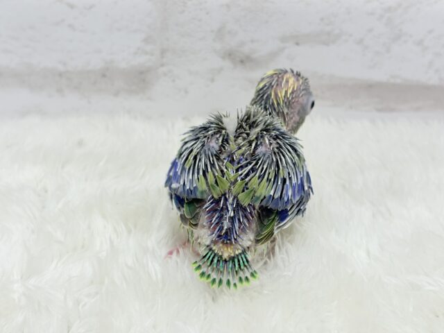 マメルリハ