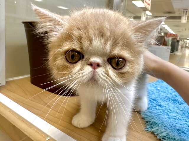 癒し系✨️🌟💫💖⭐️エキゾチック男の子