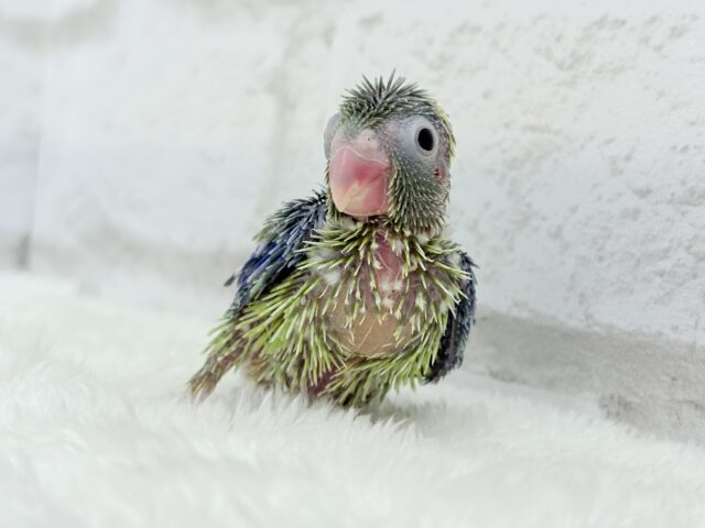 マメルリハ