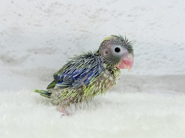 マメルリハ