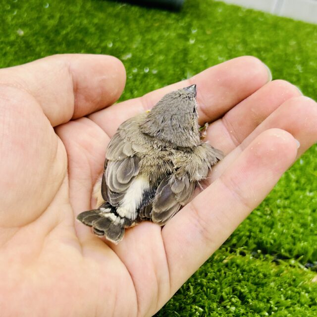 錦花鳥（キンカチョウ）