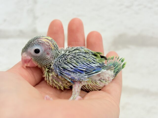 マメルリハ