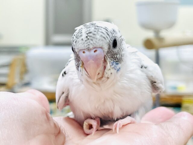【最新画像】ふわふわ綿毛の妖精さん🧚✨セキセイインコ（ハルクイン）ヒナ