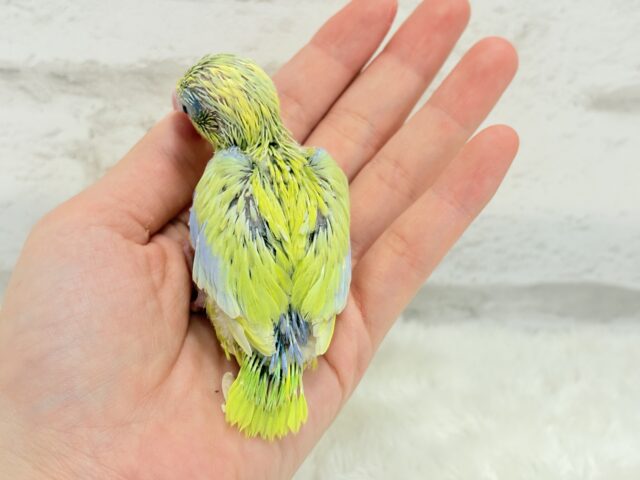 マメルリハ