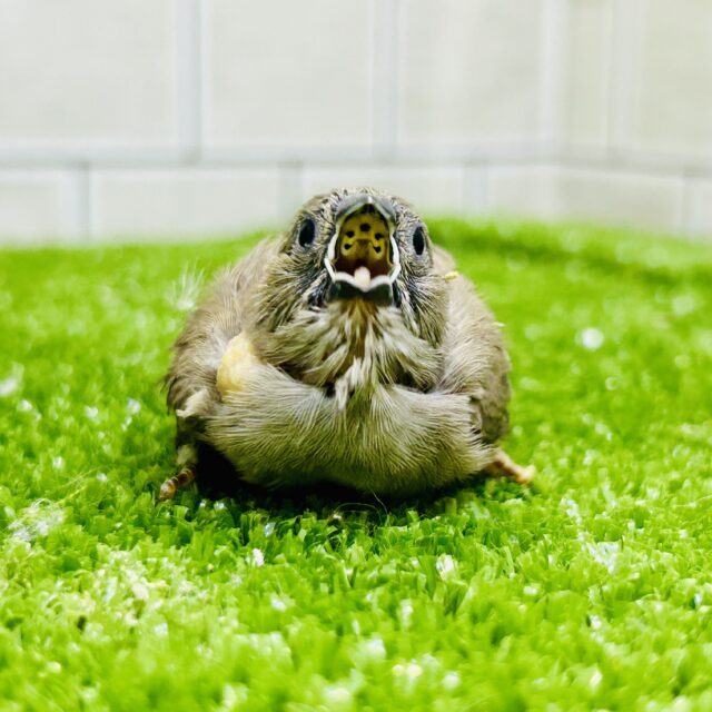 錦花鳥（キンカチョウ）