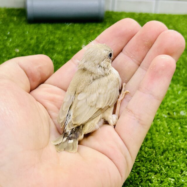 錦花鳥（キンカチョウ）