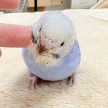 にっこりニコニコ☺️セキセイインコ（オパーリン）ヒナ