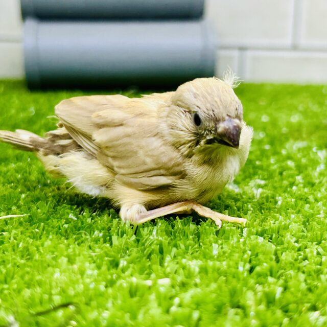 錦花鳥（キンカチョウ）