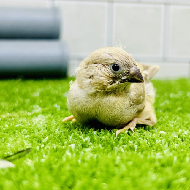 錦花鳥（キンカチョウ）