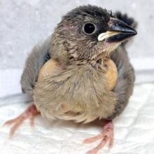 桜文鳥   🌸🪶✦. °