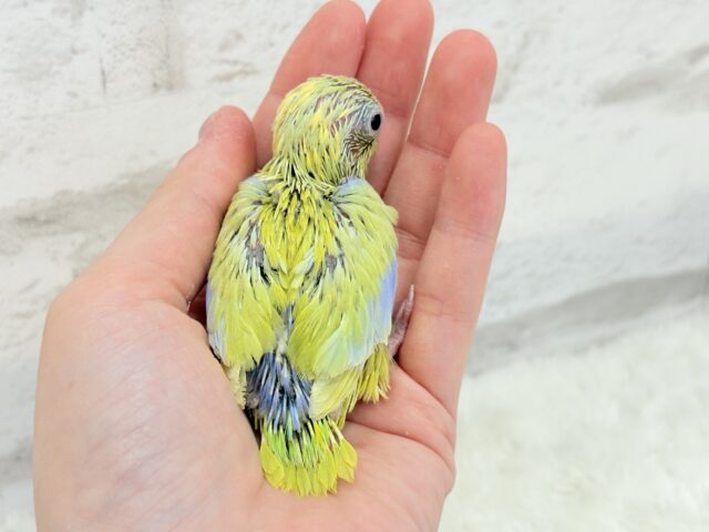 マメルリハ