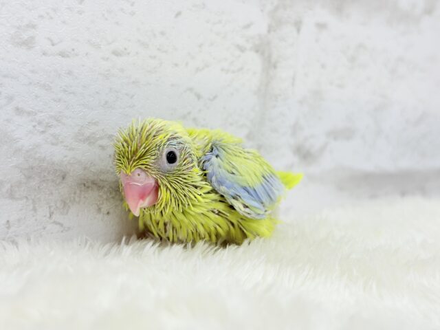 マメルリハ