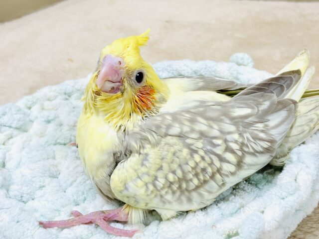 レースのような美しいパール模様💕オカメインコ（シナモンパール）ヒナ