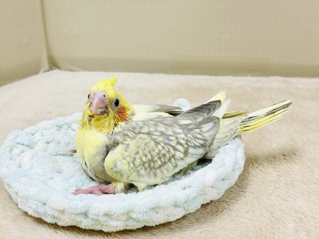 オカメインコ