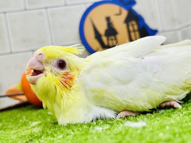 ガオ～　来月の仮装はこれできまり！？　オカメインコ