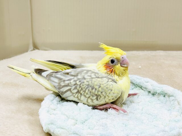 オカメインコ