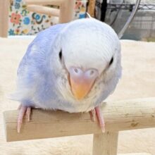 ふわふわ綿毛の妖精さん🩵セキセイインコ（スパングルパイド）ヒナ