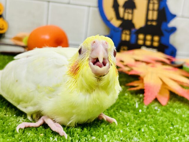オカメインコ