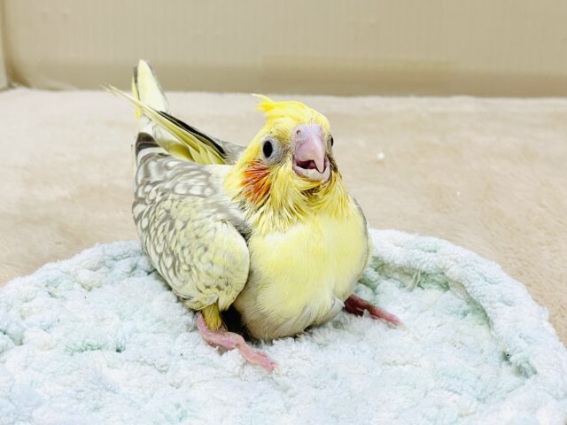 オカメインコ