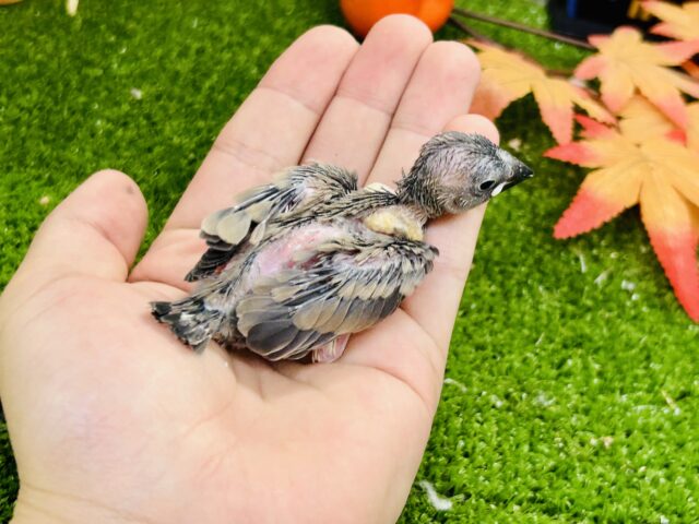 桜文鳥