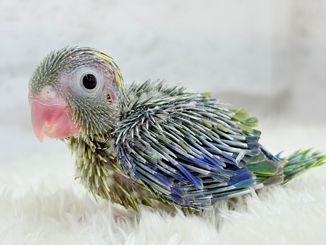 僕にしかないトレードマーク🐣💚マメルリハ(パイド)男の子 ヒナ
