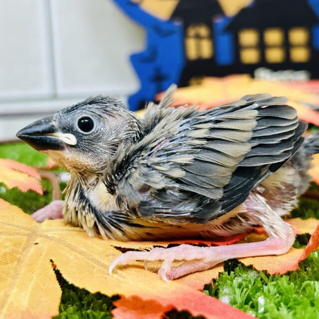 とぅるとぅるのベビーちゃん(*’ω’*)　桜文鳥