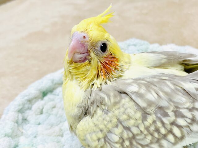オカメインコ