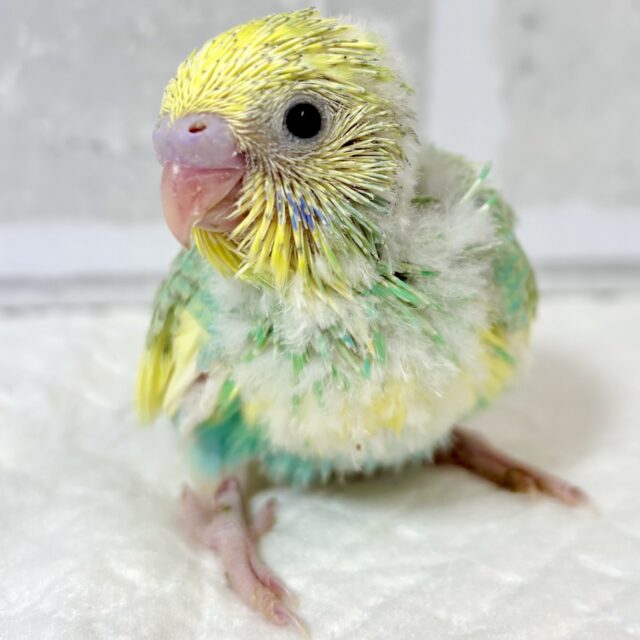 セキセイインコ パステルレインボークリームパイド(エメラルド) 🍈🍨｡・:＋°･‎