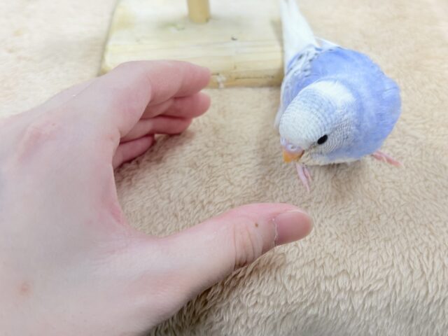 セキセイインコ