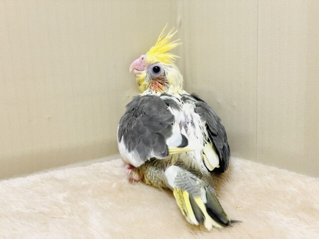 オカメインコ