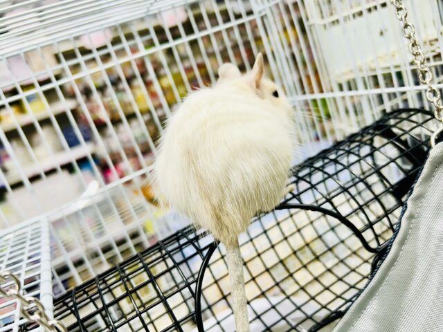 デグー