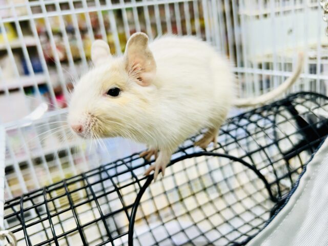 デグー