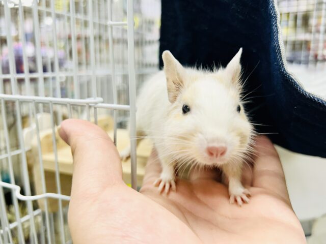 デグー