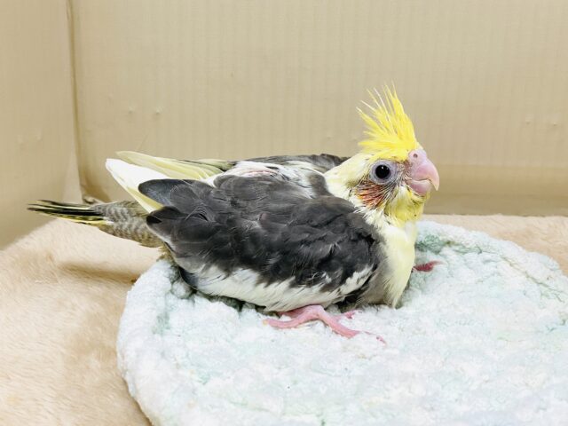 オカメインコ