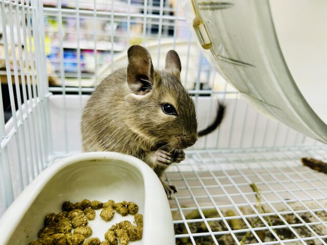 デグー