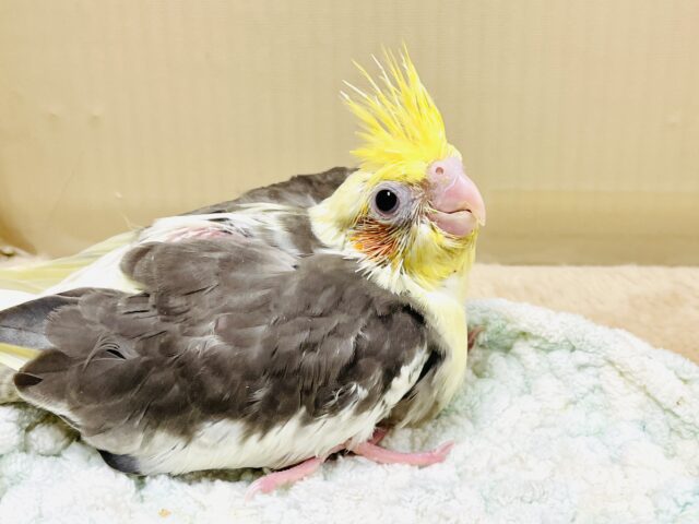 ゆらゆら✨ジャージャー元気いっぱい🧡オカメインコ（パイド）ヒナ