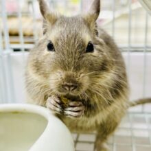 グイグイ甘えん坊練習中(*’ω’*)　デグー