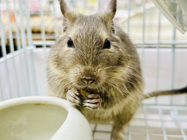 グイグイ甘えん坊練習中(*’ω’*)　デグー