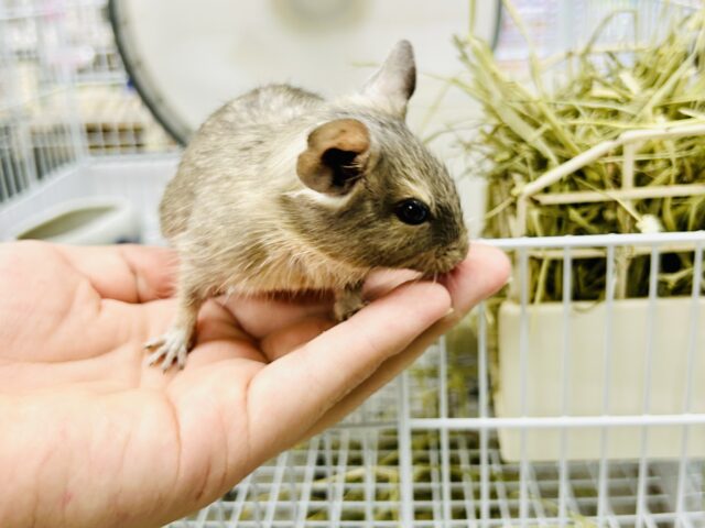 デグー