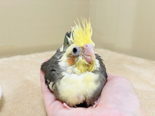 オカメインコ