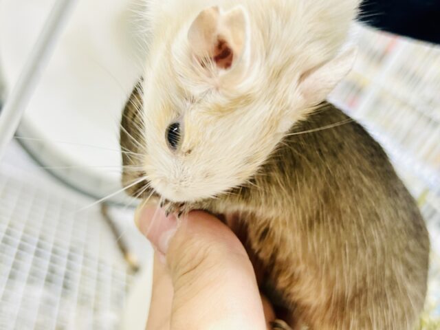 デグー
