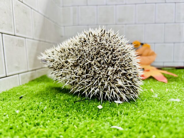 【最新画像更新☆☆】ツンツン栗ボディ🌰 ハリネズミ ハリネズミ(ヨツユビハリネズミ)