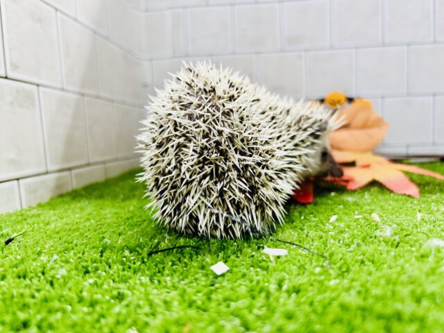 【最新画像更新☆☆】ツンツン栗ボディ🌰 ハリネズミ ハリネズミ(ヨツユビハリネズミ)