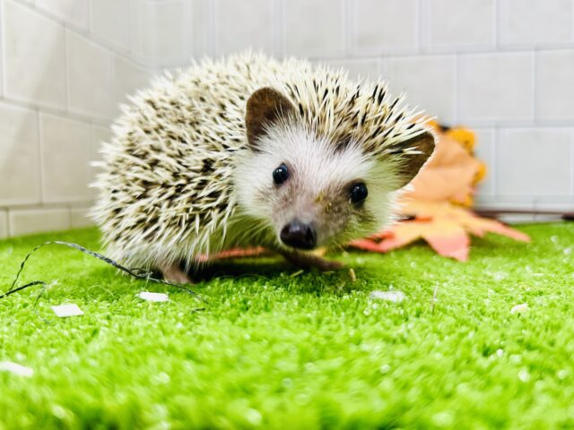 【最新画像更新☆☆】ツンツン栗ボディ🌰 ハリネズミ ハリネズミ(ヨツユビハリネズミ)