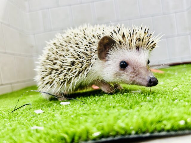 【最新画像更新☆☆】ツンツン栗ボディ🌰 ハリネズミ ハリネズミ(ヨツユビハリネズミ)