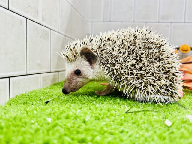 【最新画像更新☆☆】ツンツン栗ボディ🌰 ハリネズミ ハリネズミ(ヨツユビハリネズミ)