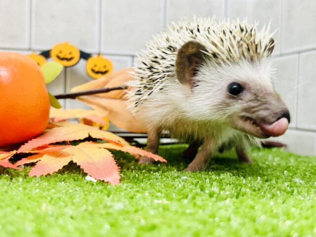 【最新画像更新☆☆】ツンツン栗ボディ🌰 ハリネズミ ハリネズミ(ヨツユビハリネズミ)