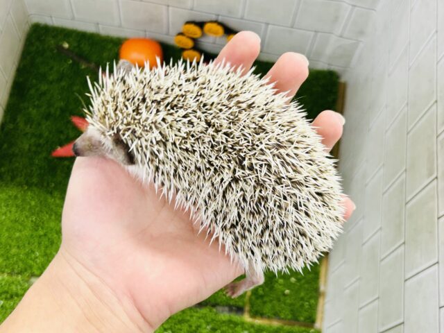 【最新画像更新☆☆】ツンツン栗ボディ🌰 ハリネズミ ハリネズミ(ヨツユビハリネズミ)