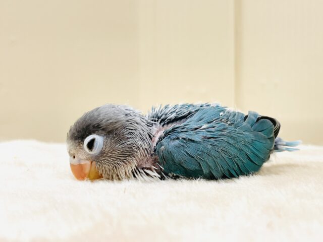 ブルーボタンインコ